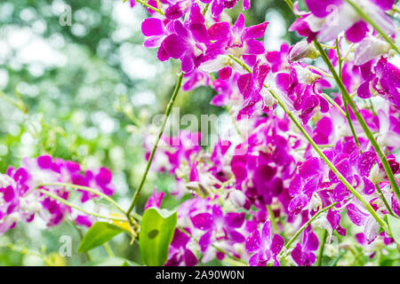 Rosa lila Orchideen mit tropfendem Wasser Tropfen nach Regen an einem heißen Sommertag Stockfoto