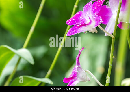 Rosa lila Orchideen mit tropfendem Wasser Tropfen nach Regen an einem heißen Sommertag Stockfoto