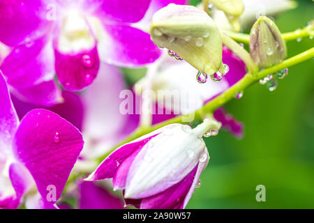 Rosa lila Orchideen mit tropfendem Wasser Tropfen nach Regen an einem heißen Sommertag Stockfoto