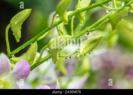 Rosa lila Orchideen mit tropfendem Wasser Tropfen nach Regen an einem heißen Sommertag Stockfoto