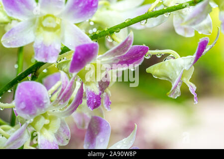 Rosa lila Orchideen mit tropfendem Wasser Tropfen nach Regen an einem heißen Sommertag Stockfoto