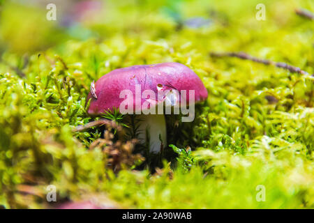 Junge psathyrella Pilze im Wald closeup Stockfoto