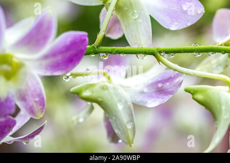 Rosa lila Orchideen mit tropfendem Wasser Tropfen nach Regen an einem heißen Sommertag Stockfoto