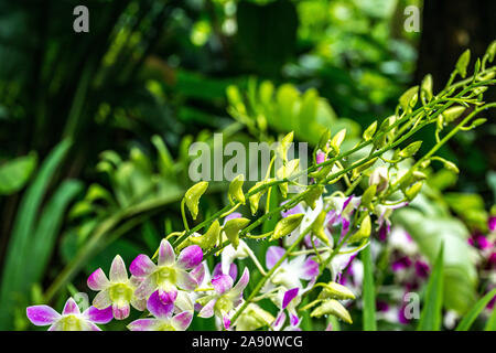 Rosa lila Orchideen mit tropfendem Wasser Tropfen nach Regen an einem heißen Sommertag Stockfoto