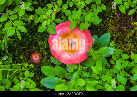 Junge psathyrella Pilze im Wald closeup Stockfoto
