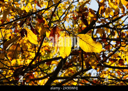 Gelbe und braune Blätter in einem Park im Herbst. Bäume An einem sonnigen Herbstmorgen. Stockfoto