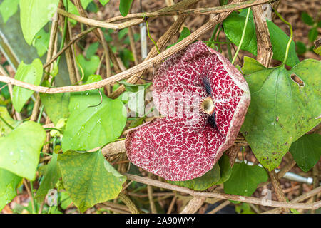 Aristolochia gigantea (Brasilianische Dutchman's Leitung, riesige Pelikan Blume). Es ist eine kräftige immergrüne Kletterpflanze (Rebe) mit herzförmigen Blätter und specta Stockfoto