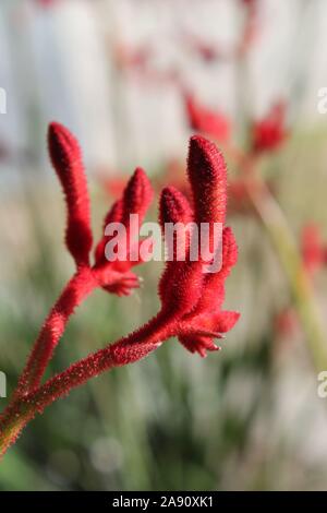 Red Kangaroo Paw Stockfoto