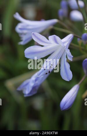 Soft Lila Blume Stockfoto