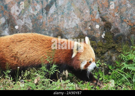 Ein Roter Panda friedlich zu Fuß in einem Zoo in Darjeeling. Stockfoto
