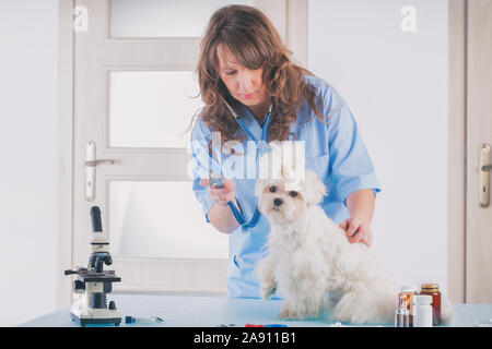 Lächelnde Frau Tierarzt Prüfung Hund mit Stethoskop in der Tierklinik Stockfoto