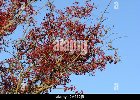 Red Hawthorn tree Beeren vor blauem Himmel Stockfoto