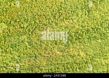 Grüne wildes Gras oben Luftbild. Natürliche Textur und Hintergrund Stockfoto