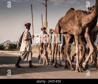 Kamelhändler, die mit seiner Karawane aus dem Wüstenwald zur jährlichen Kamelmesse in Puschkar, Rajasthan, zurückkehren. Stockfoto
