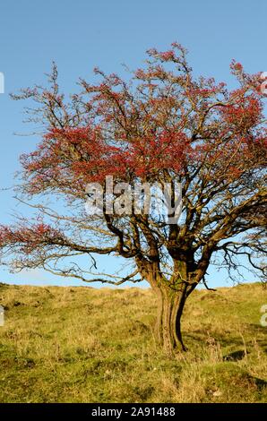 Hawthorn tree Strauch mit roten Beeren gegen den blauen Himmel Black Mountain Mynydd Du Fforest Fawr UNESCO-Geopark Carmarthenshire Wales Cymru | Großbritannien Stockfoto