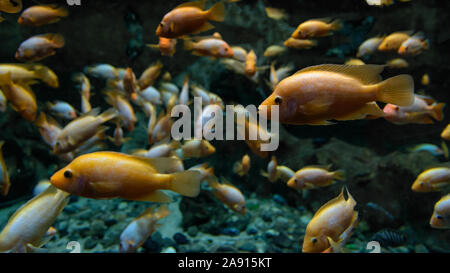 Floating Herde von gelben Fisch im Aquarium Stockfoto