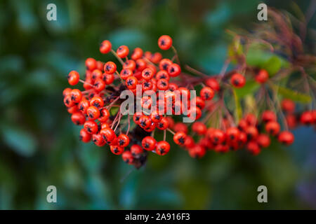 Kleine rote Beeren hängen an einem Zweig mit geringer Tiefenschärfe Stockfoto