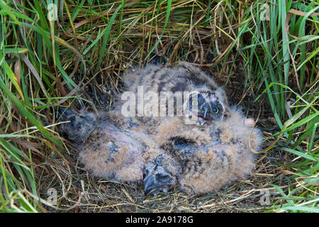 Sumpfohreule (Asio flammeus/Asio accipitrinus) Küken in Nest auf dem Boden im Grünland Stockfoto