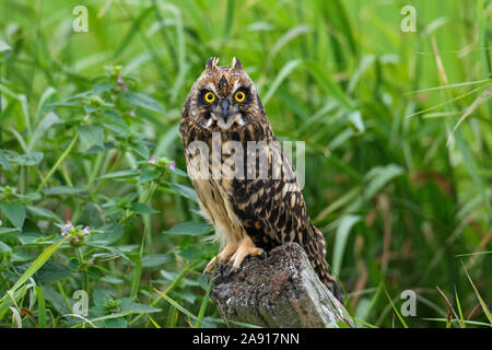 Sumpfohreule (Asio flammeus/Asio accipitrinus) juvenile thront auf zaunpfosten über Feld Stockfoto