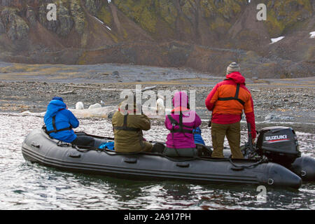 Eco - Touristen im Tierkreis, die Bilder von scavenging Eisbären (Ursus maritimus) Fütterung auf Kadaver gestrandeter Pottwal, Svalbard/Spitzbergen Stockfoto