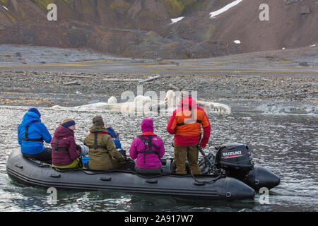 Eco - Touristen im Tierkreis, die Bilder von scavenging Eisbären (Ursus maritimus) Fütterung auf Kadaver gestrandeter Pottwal, Svalbard/Spitzbergen Stockfoto