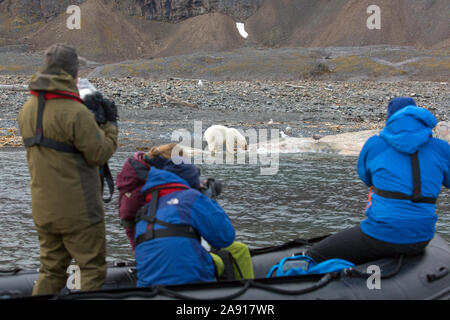 Eco - Touristen im Tierkreis, die Bilder von scavenging Eisbären (Ursus maritimus) Fütterung auf Kadaver gestrandeter Pottwal, Svalbard/Spitzbergen Stockfoto