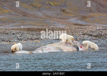 Drei scavenging Eisbären (Ursus maritimus) Fütterung auf Tierkörper von Litzen, toten Pottwal entlang der Küste von Svalbard, Spitzbergen, Norwegen Stockfoto