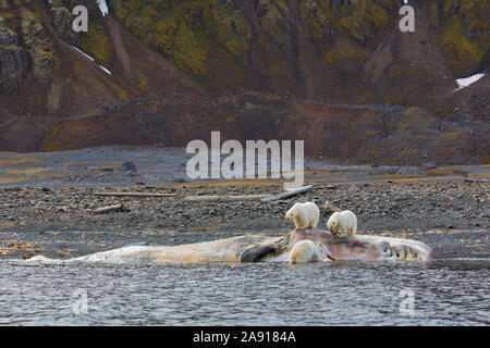 Drei scavenging Eisbären (Ursus maritimus) Fütterung auf Tierkörper von Litzen, toten Pottwal entlang der Küste von Svalbard, Spitzbergen, Norwegen Stockfoto