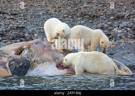 Drei scavenging Eisbären (Ursus maritimus) Fütterung auf Tierkörper von Litzen, toten Pottwal entlang der Küste von Svalbard, Spitzbergen, Norwegen Stockfoto