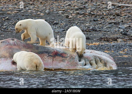 Drei scavenging Eisbären (Ursus maritimus) Fütterung auf Tierkörper von Litzen, toten Pottwal entlang der Küste von Svalbard, Spitzbergen, Norwegen Stockfoto