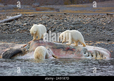 Drei scavenging Eisbären (Ursus maritimus) Fütterung auf Tierkörper von Litzen, toten Pottwal entlang der Küste von Svalbard, Spitzbergen, Norwegen Stockfoto