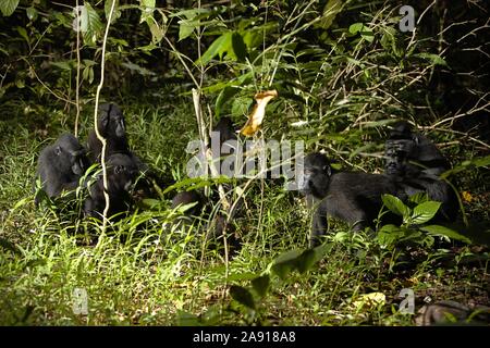 Gruppe von Yaki (Macaca nigra, Celebes Crested Macaque). Stockfoto