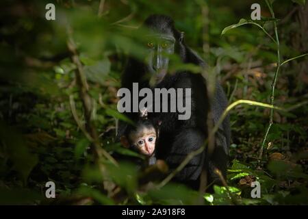 Eine Erwachsene weibliche Person von Sulawesi-Schwarzkammmakaken (Macaca nigra) pflegt ihre Nachkommen während der Entwöhnungsphase in Tangkoko, Indonesien. Stockfoto