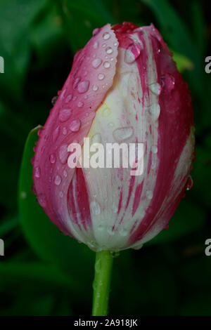 Tulip oder Tulipa. In der Nähe von Seite anzeigen oder roten und weißen geschlossen Blume mit Regentropfen auf die Blütenblätter. Stockfoto