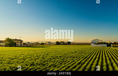 Blick auf landwirtschaftlichen Flächen und Gebäude in der Nähe von Valencia vor Sonnenuntergang. Spanien Stockfoto