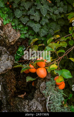 Orange große Früchte der reife Persimonen auf verbogene unter dem Gewicht der Äste liegen auf den Steinen unter anderen Pflanzen im Garten wächst Stockfoto