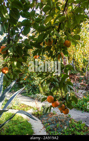 Die Zweige hängen stark mit Reifen heavy orange Kaki Früchte der Bäume, die im Garten wachsen zwischen den Blumen Stockfoto