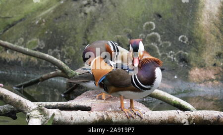 JACKSONVILLE, FL, USA- OCT, 23, 2017: Nahaufnahme eines Duckens von Mandarinenten, das nur für redaktionelle Zwecke verwendet wird Stockfoto