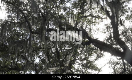 Hintergrundbeleuchtung spanische Moos auf Bäume am Chippewa Square in der Savanne Stockfoto