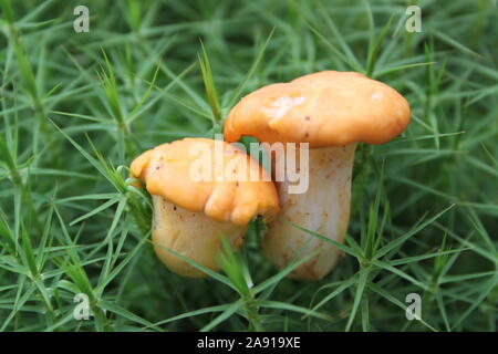 Pilz gefunden in den tiefen Wald von Schweden Stockfoto