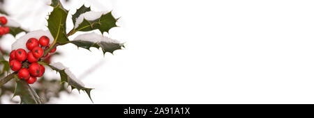 Nahaufnahme von einem Zweig von Holly mit Schnee im Garten, Weihnachts- und Urlaubsgeld Panoramablick Hintergrund mit copy-Raum Stockfoto