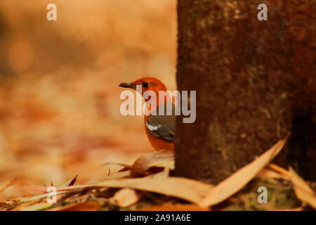 Orange - vorangegangen Thrush (Geokichla citrina) auf einem Wald Boden, Landschaft von West Bengalen in Indien Stockfoto