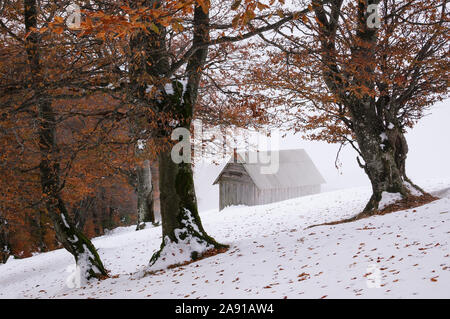 Herbst Landschaft mit den ersten unerwarteten Schnee und Herbst Laub. Alte Holzhütten auf einem berghügel Stockfoto