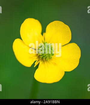 St. Anthony's Rübe Blume auf unscharfen Hintergrund Stockfoto