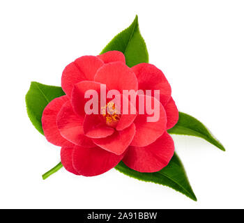 Rot kamelie Blumen auf weißem Hintergrund Stockfoto