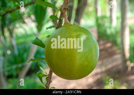 In der Nähe von frischem Grün calabash Obst mit grünem Hintergrund. Natürliche Calabash Tree (Crescentia cujete L.) Hintergrund. Stockfoto