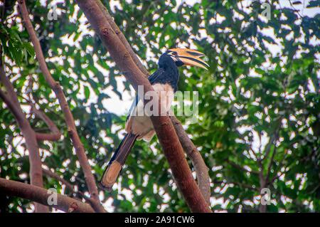 Orientalische pied Hornbill in Khao Yai Nationalpark Stockfoto