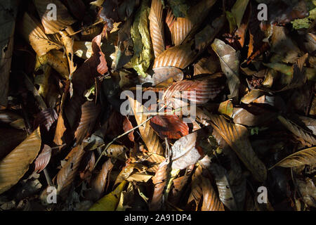 Tropische Samen, Pflanzen und Blätter, getrocknete Pflanzen unter der Sonne, Khao Yai Forest, Thailand Stockfoto