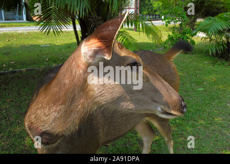 Bellende Rehe (Indische muntjac) in Khao Yai, Thailand Stockfoto