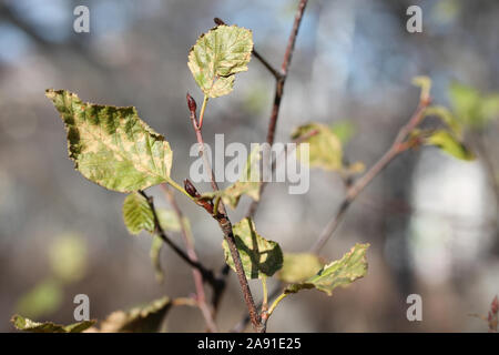 Blätter im Herbst Makrofotografie mit verschwommenen Hintergrund. Bush Zweige hautnah. Grüne und gelbe Laub Stockfoto